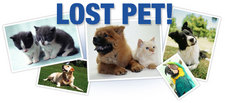 lost pet